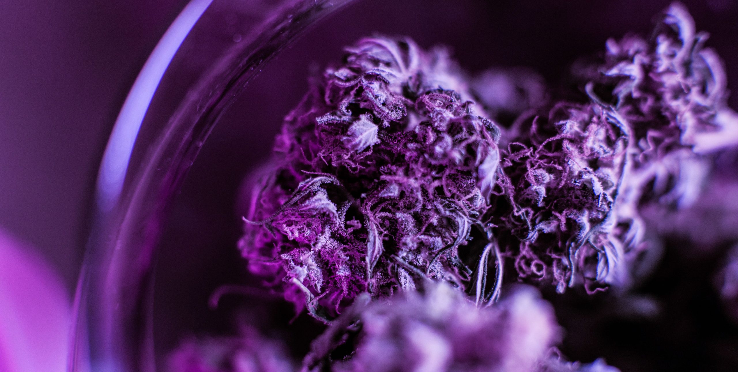 You are currently viewing Sticky Cannabis: Why Does Some Flower Feel So Sticky?