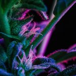Cannabis Genetics: F1, F2 & Backcrosses Explained