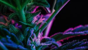 Read more about the article Cannabis Genetics: F1, F2 & Backcrosses Explained