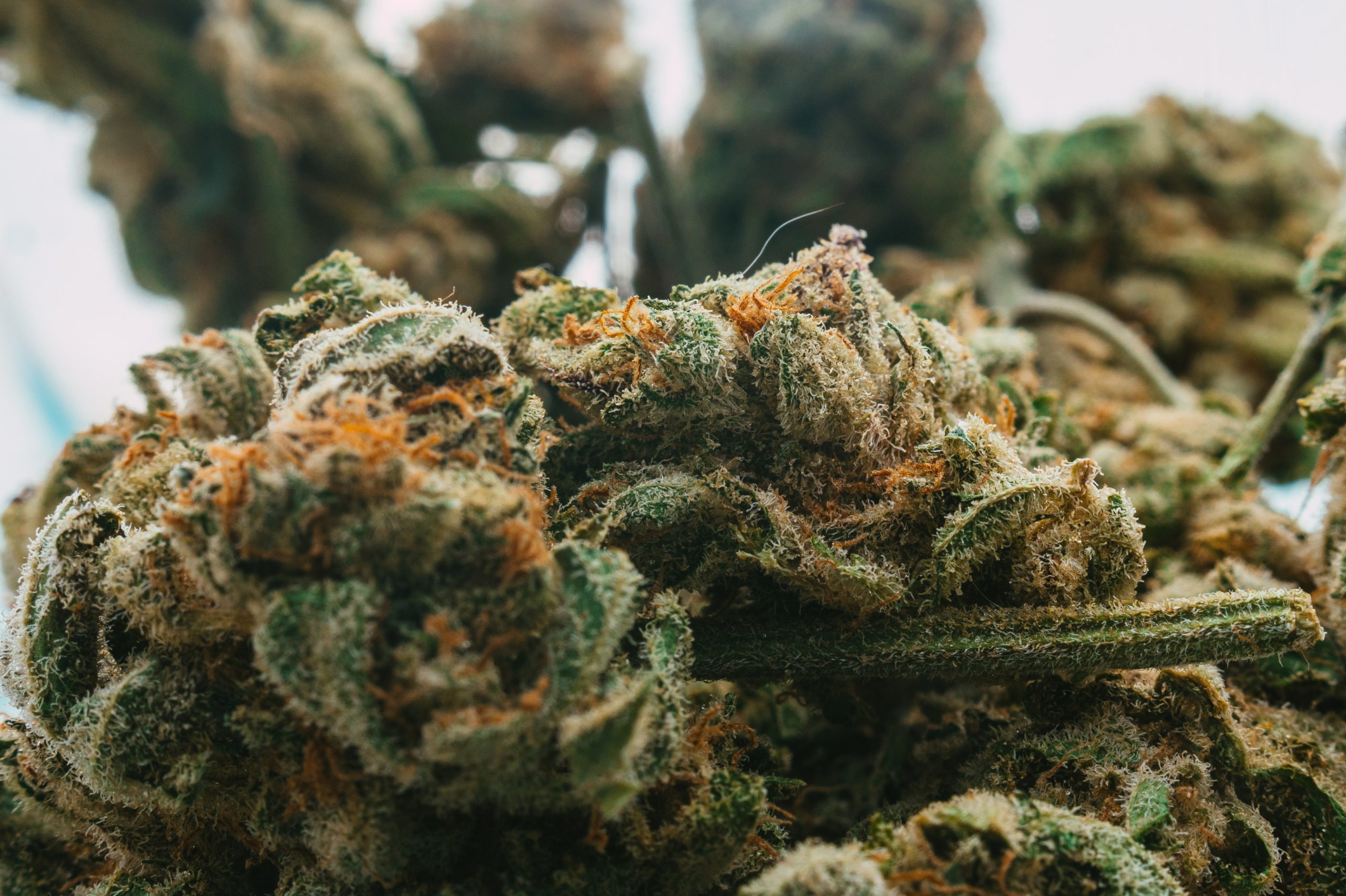 You are currently viewing Cannabis Phenotypes: Why the Same Strain Can Look Different