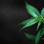 Cannabis Smell: What Creates Its Unique Aroma?