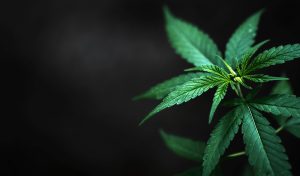 Read more about the article Cannabis Smell: What Creates Its Unique Aroma?