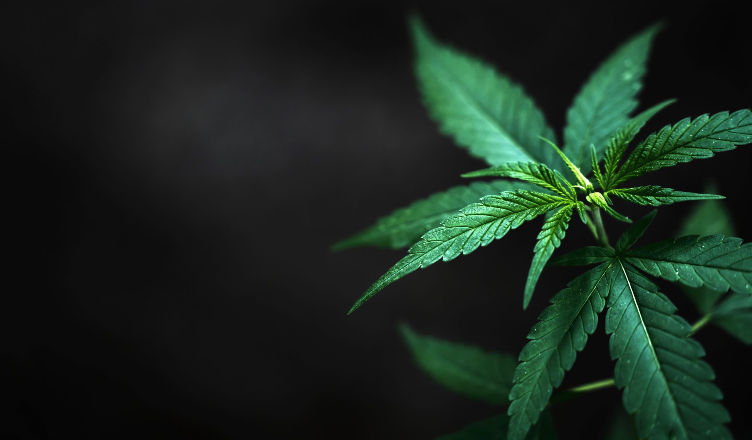 You are currently viewing Cannabis Smell: What Creates Its Unique Aroma?