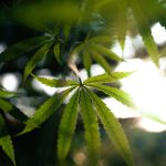 Cannabis Larf: What Are Small, Airy Buds?