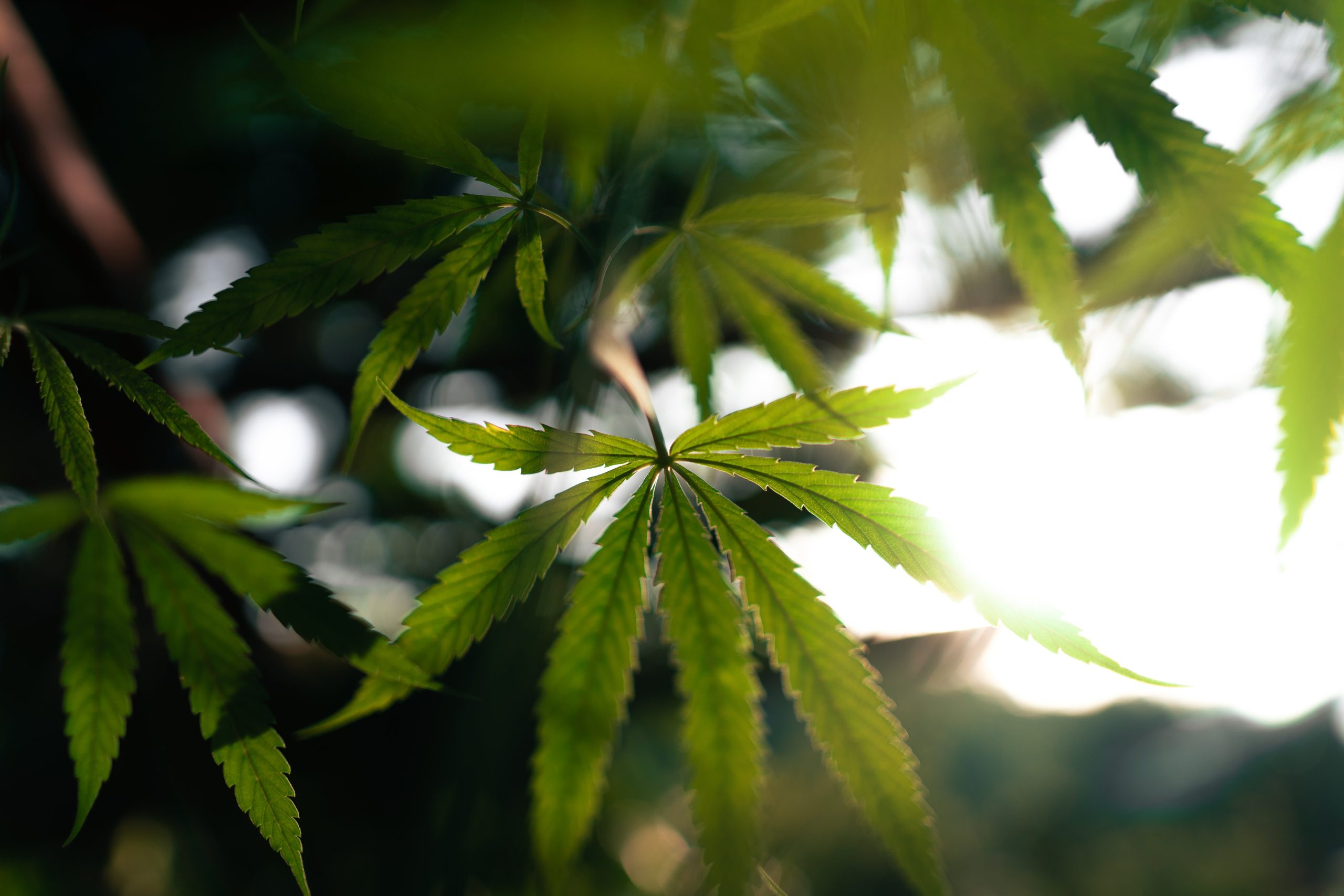 You are currently viewing Cannabis Larf: What Are Small, Airy Buds?