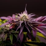Why Does Cannabis Lose Its Smell Over Time?