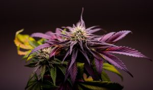 Read more about the article Why Does Cannabis Lose Its Smell Over Time?
