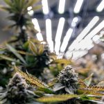 Cannabis Diamonds: What Are THCA Crystals?