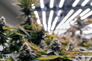 Read more about the article Cannabis Diamonds: What Are THCA Crystals?