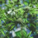 Cannabis Foxtailing: Why Do Some Buds Look Different?