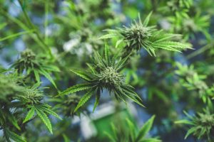 Read more about the article Cannabis Foxtailing: Why Do Some Buds Look Different?