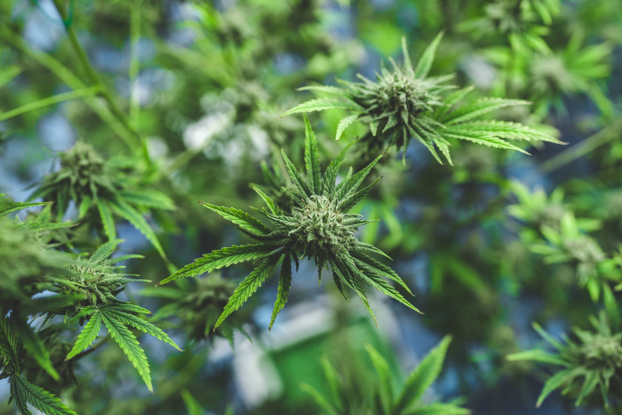 You are currently viewing Cannabis Foxtailing: Why Do Some Buds Look Different?