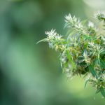 Cannabis Sugar Leaves: What Are They?
