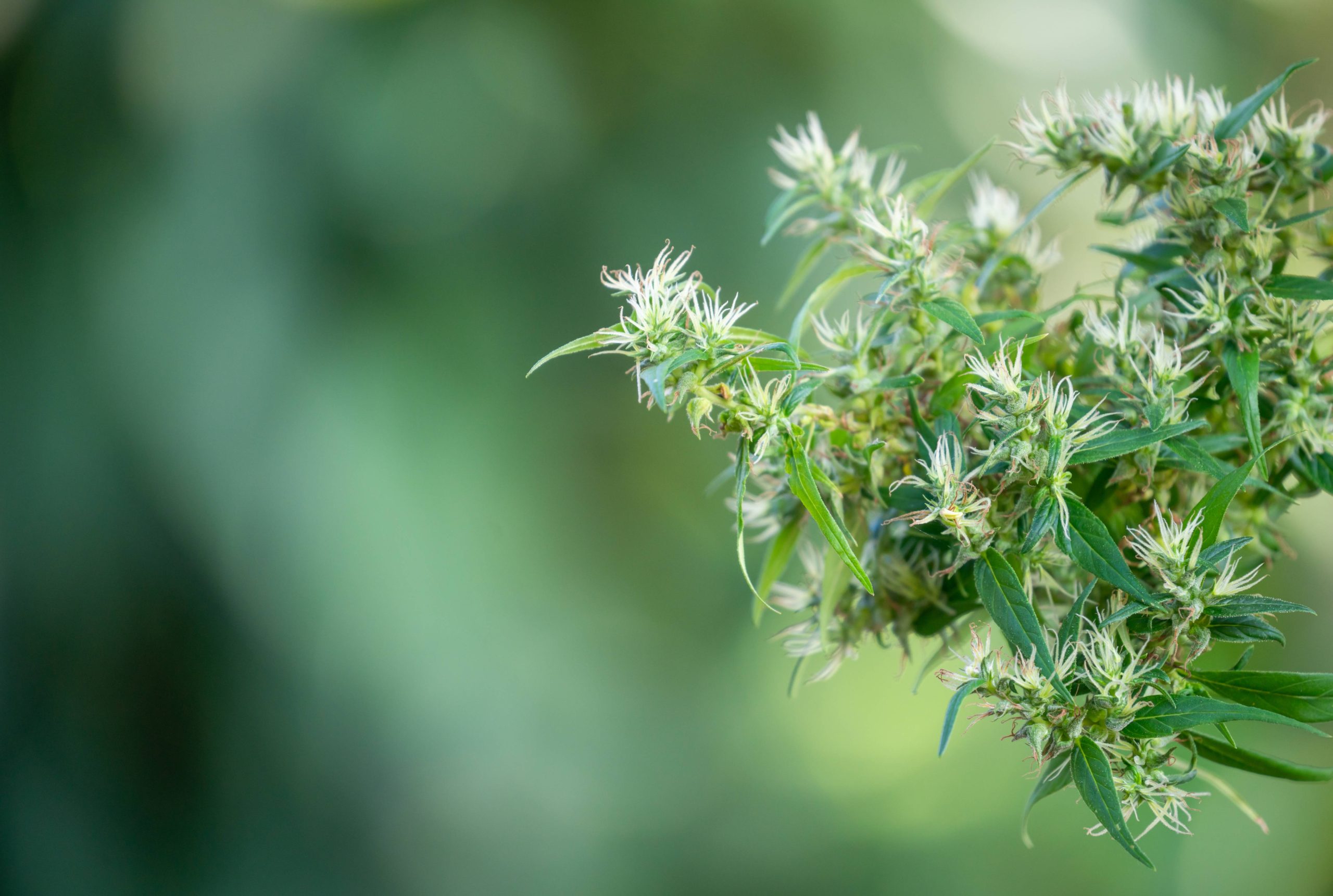 You are currently viewing Cannabis Sugar Leaves: What Are They?